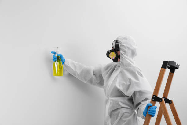 Best Mold Odor Removal Services in USA